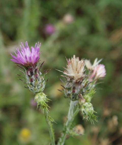 Carduus pycnocephalus / Cardo saettone